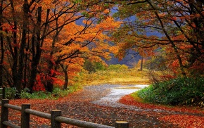 trees, autumn, leaves, road, forest