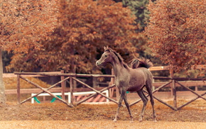 background, autumn, animals