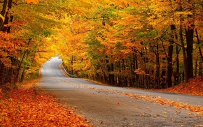 forest, autumn, road