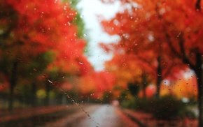 drops, autumn, rain, trees