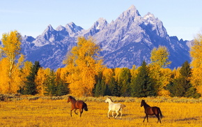 mountain, autumn