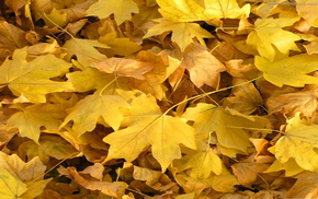 autumn, nature, leaves