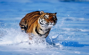 tiger, sea, animals