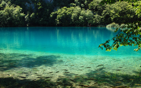 fish, lake, nature, water