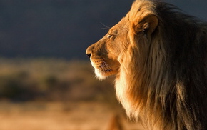 animals, lion