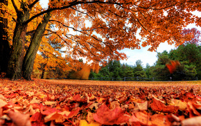autumn, trees, leaves