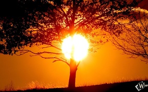 Sun, nature, tree, stunner