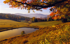 autumn, trees