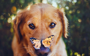 dog, animals, butterfly