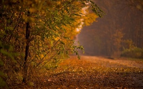 autumn, road, forest, nature
