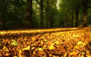 forest, light, autumn