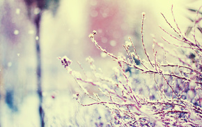 highlights, winter, macro, snow, twigs