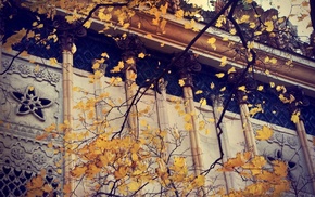 autumn, leaves, yellow, stunner