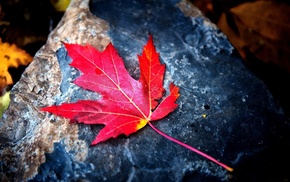 beautiful, stone, autumn