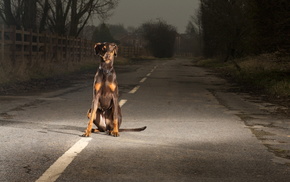 dog, road, animals