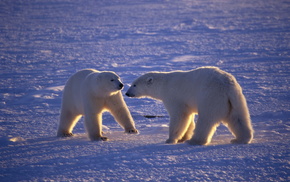 bears, animals