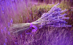 flowers, nature, bouquet