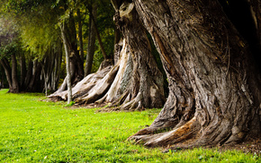 nature, grass, trees