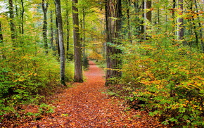 nature, forest, autumn