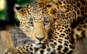 animals, leopard, eyes