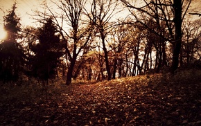 autumn, nature, leaves, trees