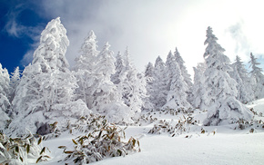 forest, sky, winter, snow, nature