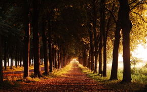 autumn, evening, trees