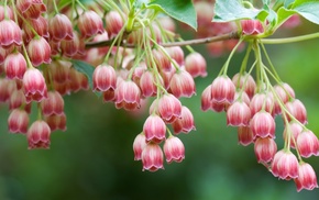 flowers, macro