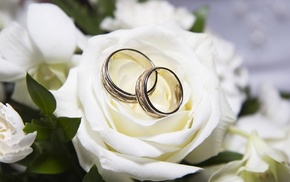 rose, rings