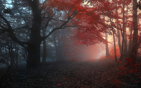 trees, mist, autumn, road, forest