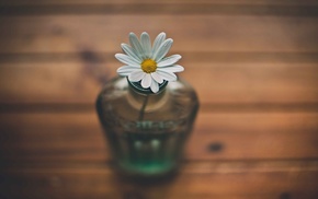 flower, vase, macro