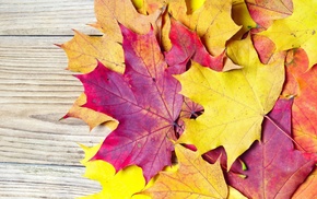 leaves, macro