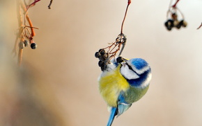 yellow, bird, nature