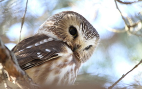 owl, background, animals, nature