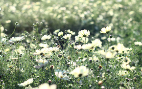 flowers, grass, petals