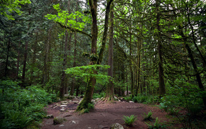 nature, forest, trees