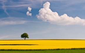 nature, tree, sky