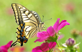 butterfly, beautiful girl, macro