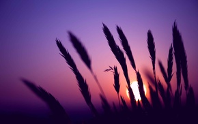 field, macro, sunset, Sun, evening