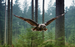 owl, fly, forest, animals, bird