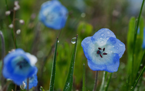 blue, flowers, grass, flower