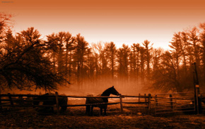 landscape, animals