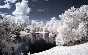 forest, winter, lake, frost