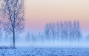 trees, field, snow, winter, pink