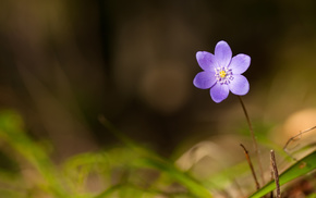 spring, forest, flowers