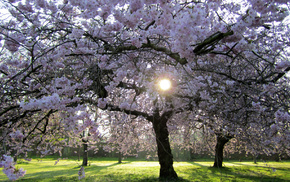 trees, spring, twigs, cherry, flowers