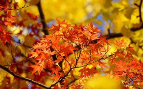 leaves, autumn, tree