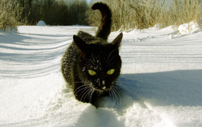 black, snow, animals, winter, cat
