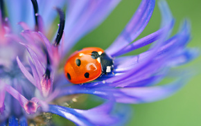 flower, macro, blue