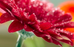 red, flower, flowers